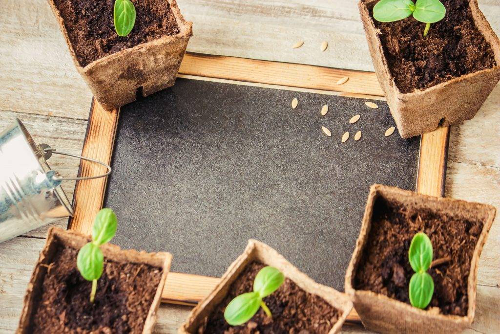 О том, как сеять огурцы на рассаду: когда сажать семена, на какую глубину