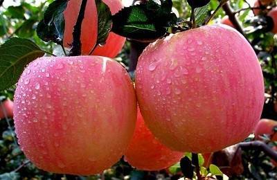 Яблоня фуджи: описание сорта