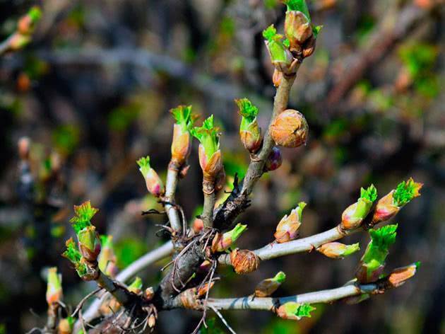 Почковый клещ на смородине — меры борьбы весной и осенью