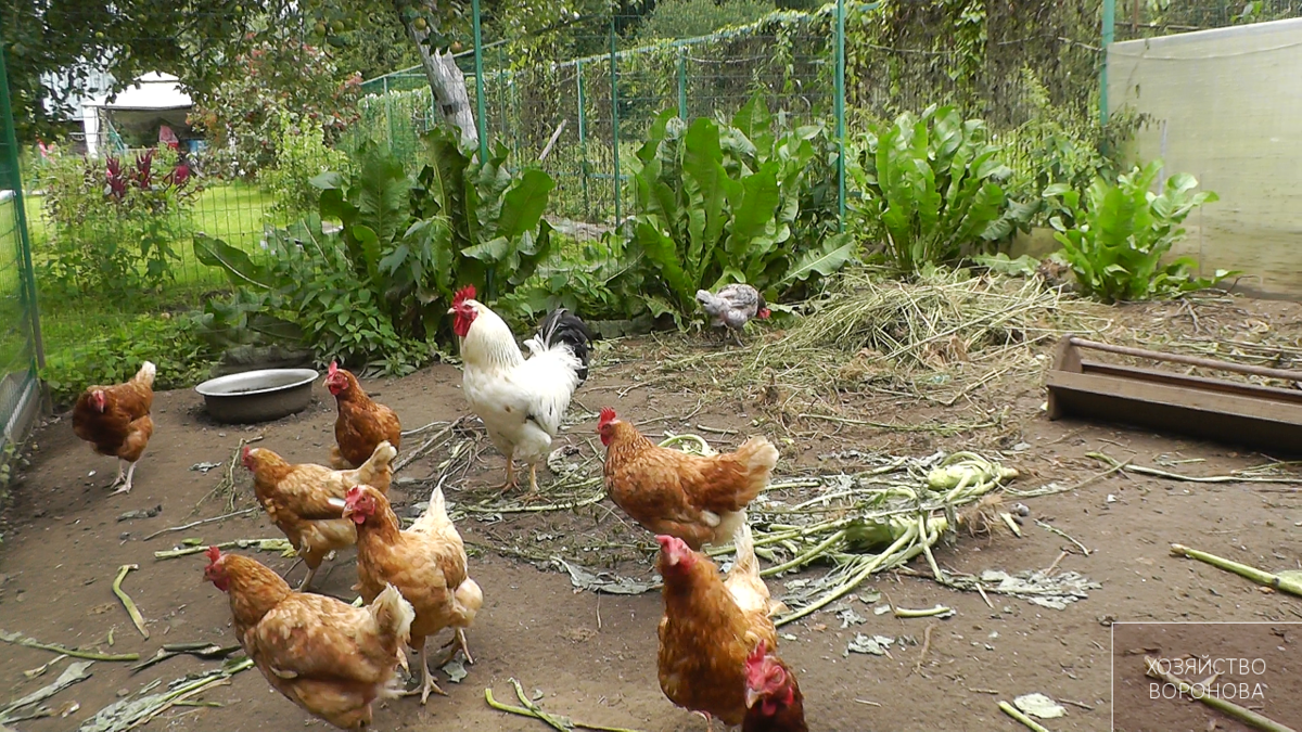 Сколько нужно корма курице-несушке в день: нормы и как составить суточный рацион