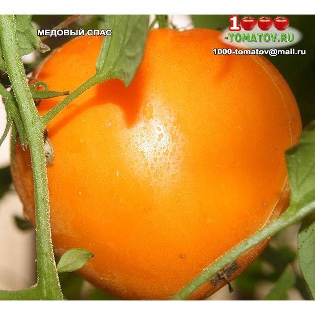 Медовый спас: описание сорта томата, характеристики помидоров, посев