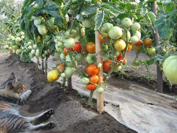 Способы подвязки помидор в теплице