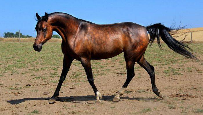 Арабская лошадь: каковы особенности породы