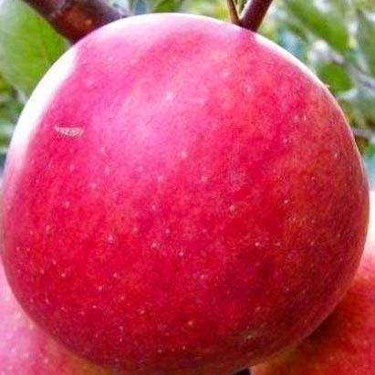 Декоративная яблоня – роялти, недзвецкого, хелена, рудольф, малиновка и другие сорта