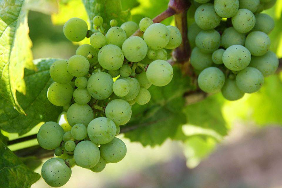 Сорта винограда для выращивания в сибири
