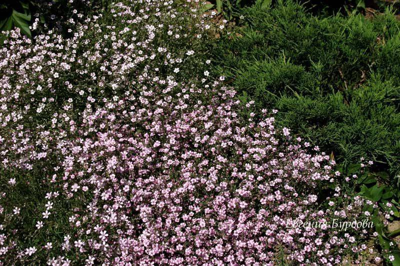 Многолетние садовые цветы: фото и описание - энциклопедия цветов