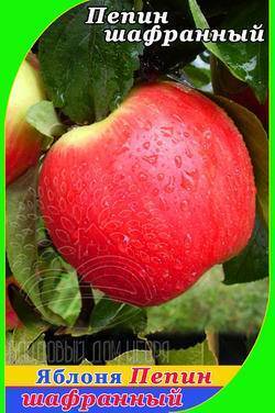 О Пепине шафранном: описание и характеристики, выращивание сортовой яблони