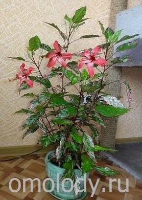 Гибискус и каркаде: это одно и то же или нет, какая разница между hibiscus и суданской розой, чем отличаются сорта растения, как выглядят цветы на фото?