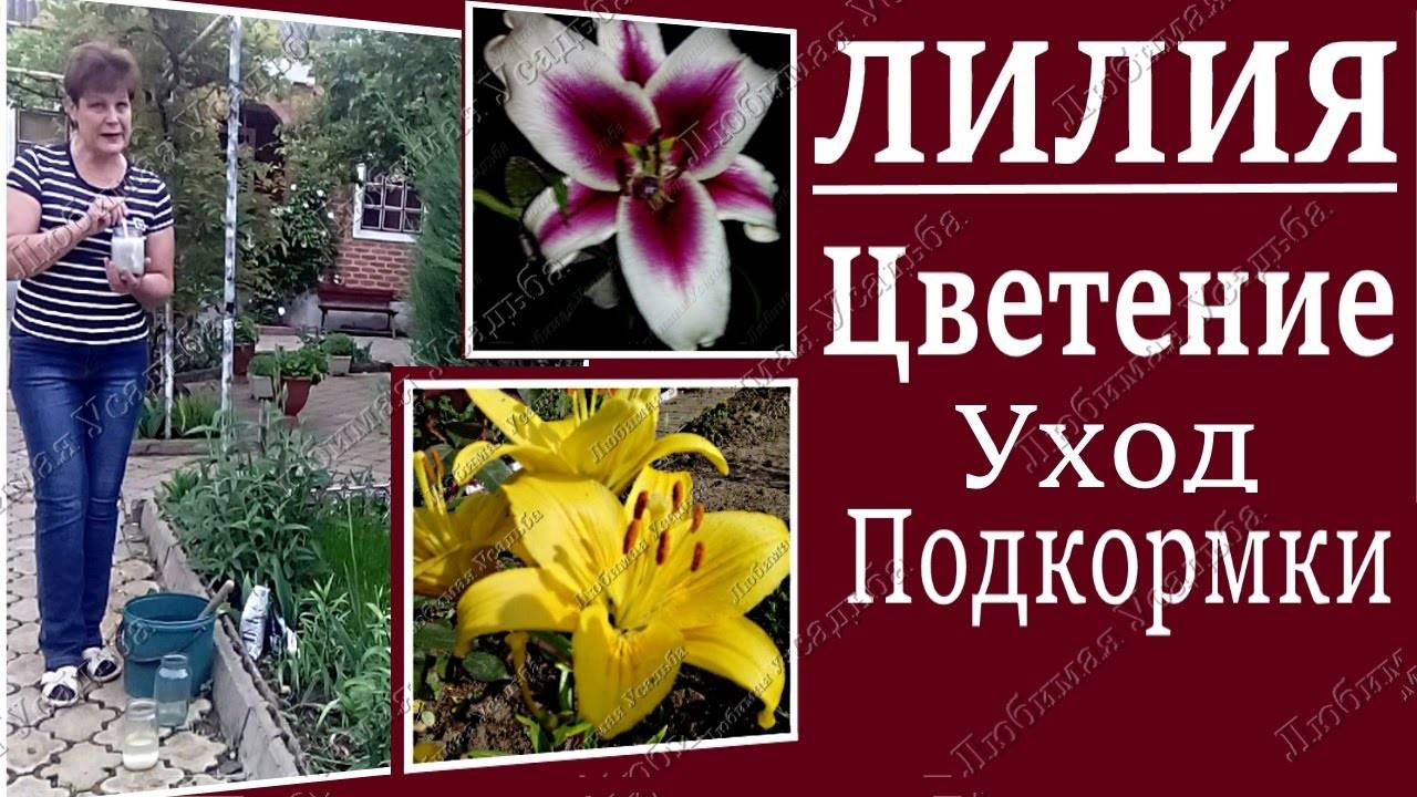 Чем подкармливать лилии весной и перед цветением?