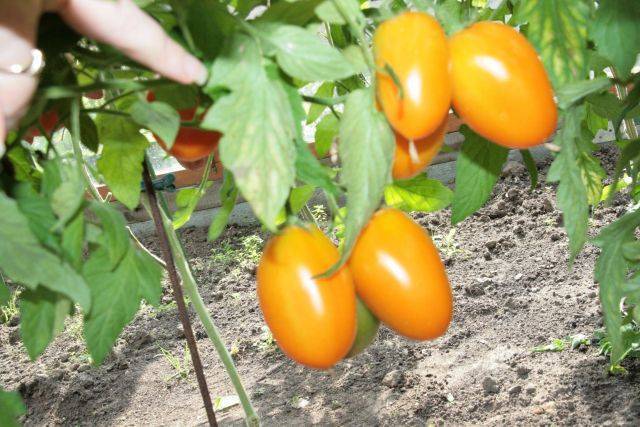 Томат «комнатный сюрприз»: описание сорта и рекомендации по выращиванию помидоры