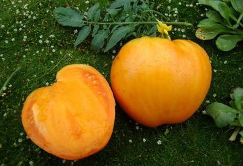 Выращивание помидоров в открытом грунте: особенности посадки и уход за томатами для получения большого урожая хороших высокорослых томатов, какой сорт лучше выбрать?
