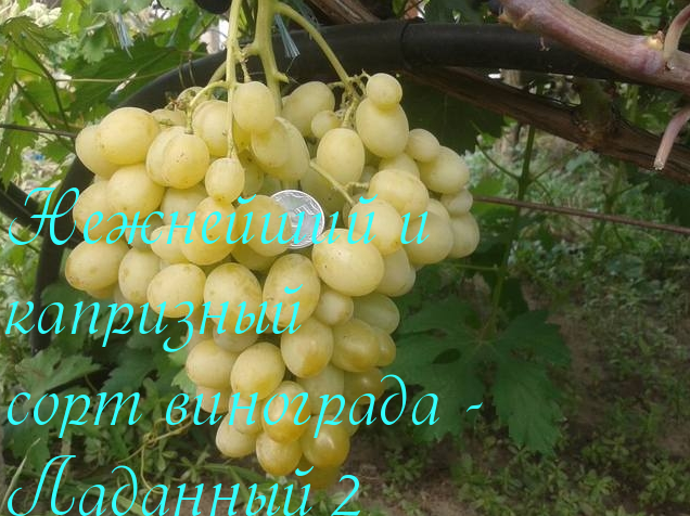 Виноград левокумский