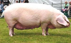 Красные свиньи – характеристики красной белопоясной породы 2020