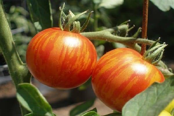 Выбираем жароустойчивые сорта помидоров для посадки на юге россии в 2020 году