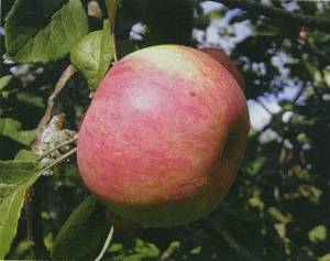 Обзор лучших сортов яблонь с фото и описанием
