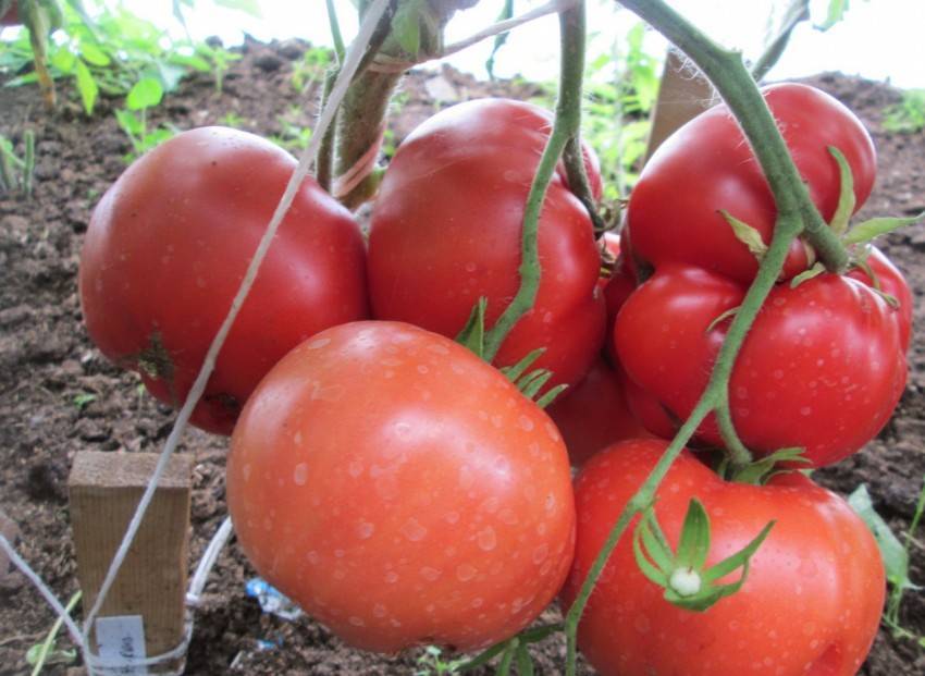 Можно ли опрыскивать рассаду помидор водой
