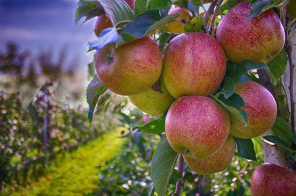 Почему яблоня не плодоносит? 4 причины - и обрезка яблони летом