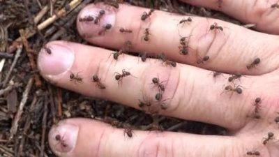Как избавиться от муравьев в огороде, какими методами и средствами