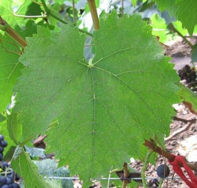 Сорта винограда в сибири: 30 лучших с описанием, посадка и уход для начинающих
