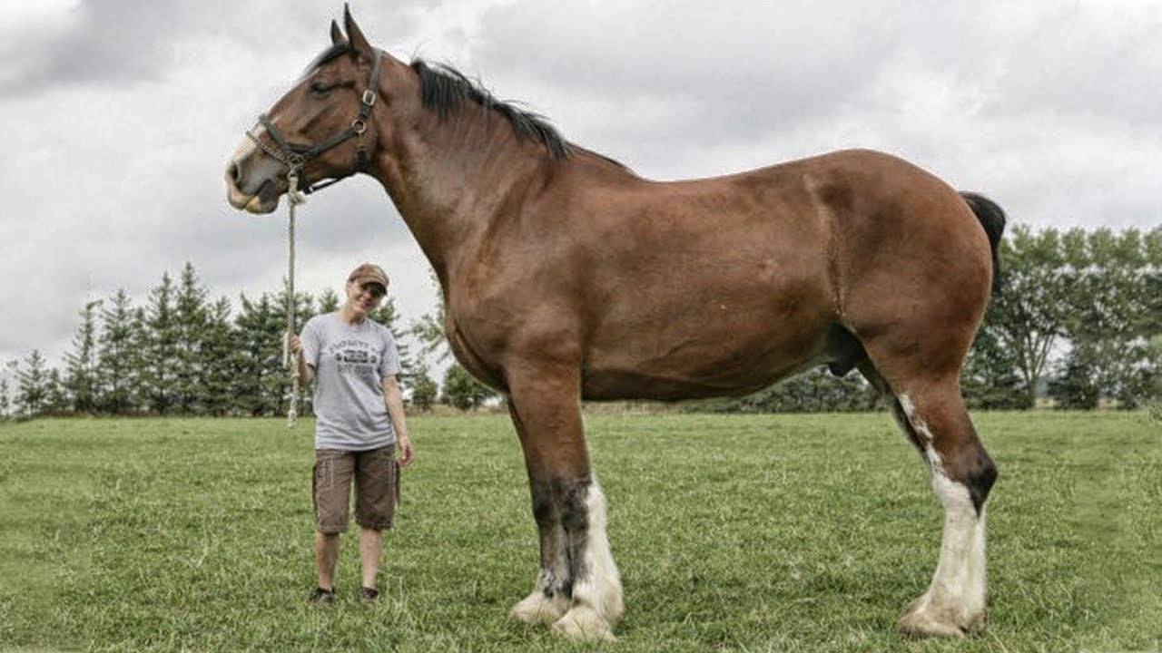 О лошадях тяжеловозах: известные породы ломовых, тяжелоупряжных лошадей