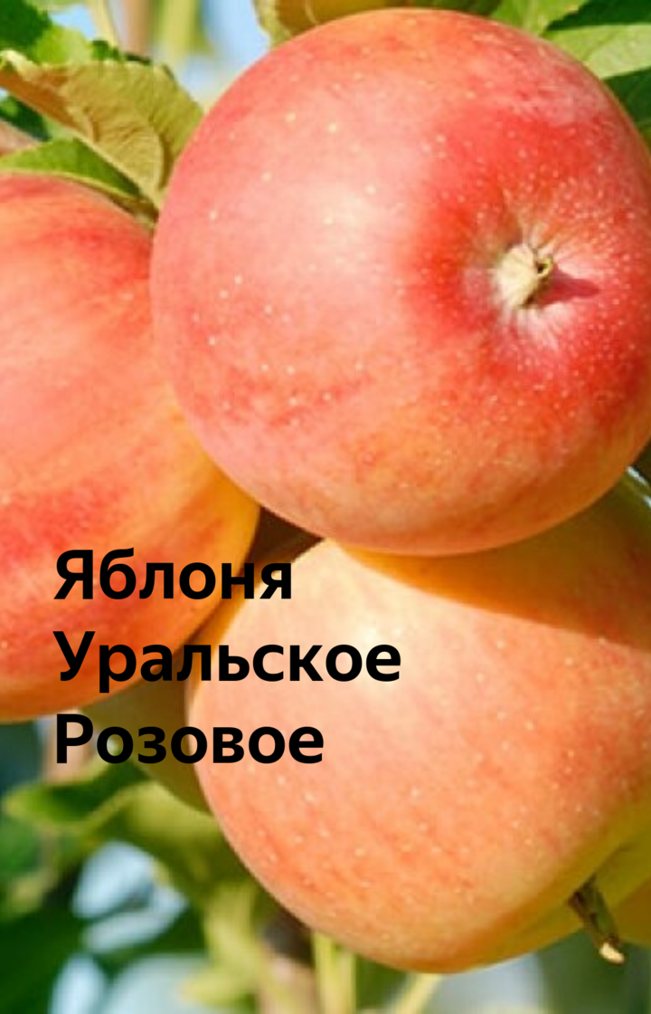 Уральские, или, если хотите, свердловские яблони