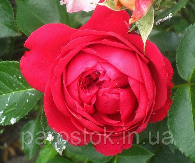 Роза пьер де ронсар (pierre de ronsard)