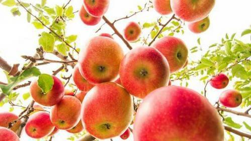 Яблоня пепин шафранный: посадка, описание и сорта