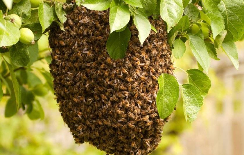 Приемы предупреждения роевого состояния пчел