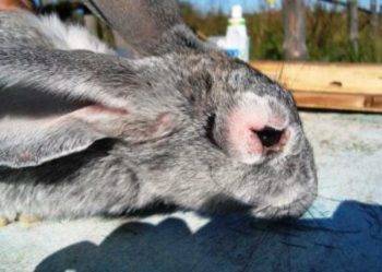 Кожные заболевания у кроликов и их лечение