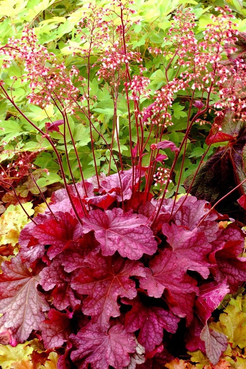 Цветок гейхера - особенности выращивания и ухода
