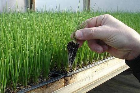 Все о посадке лука на зелень в теплице: методы выращивания зеленого лука