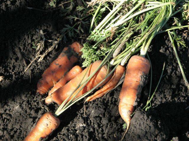 Посадка моркови весной посев когда сеять как сажать правильно