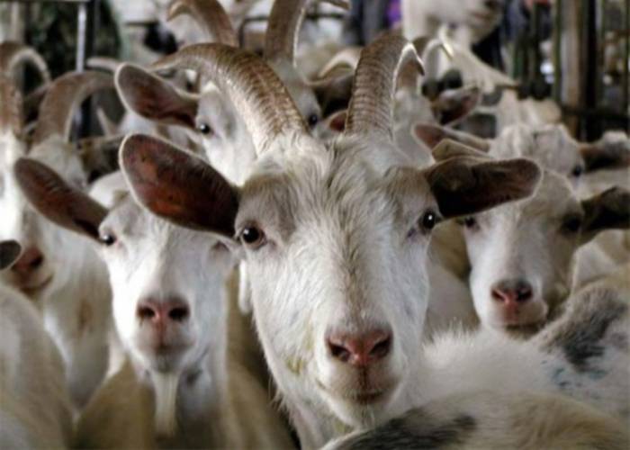 Правильное содержание коз в домашних условиях для начинающих