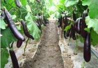Баклажаны - выращивание и уход в теплице из поликарбоната