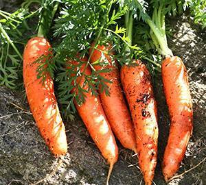 Семена моркови: лучшие сорта для открытого грунта в подмосковье, сибири, средней полосе россии