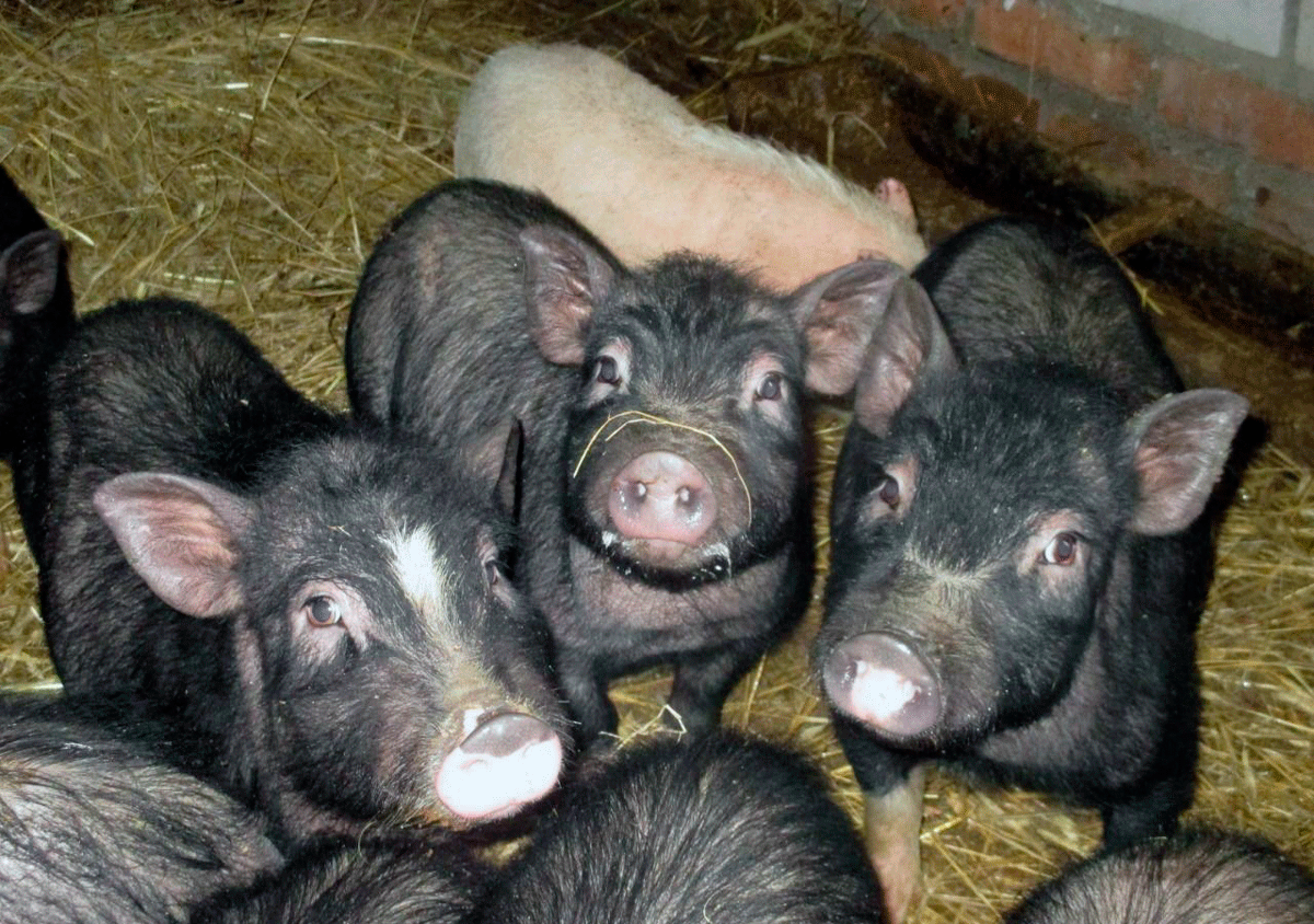 Вьетнамская порода свиней описание внешнего вида и основы по разведению