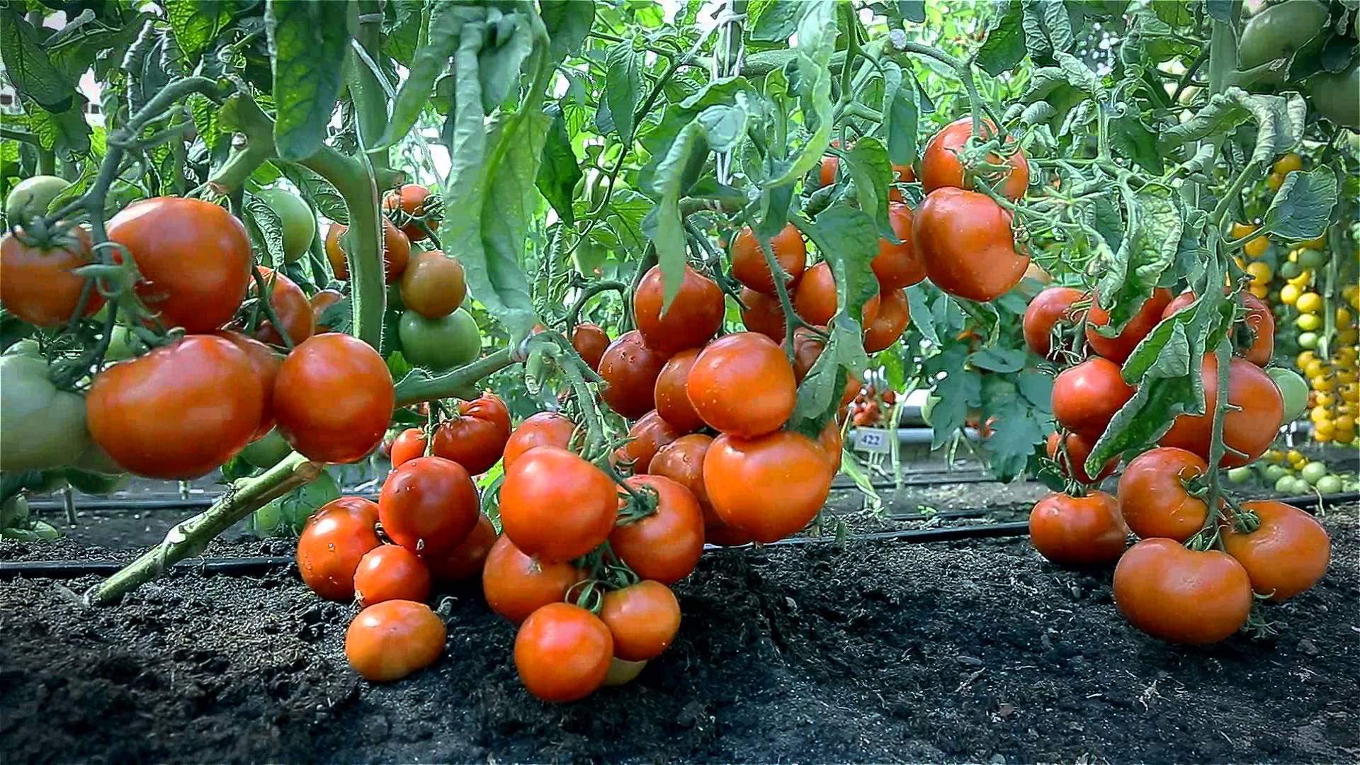 Огурцы и помидоры в одной теплице из поликарбоната посадка и уход