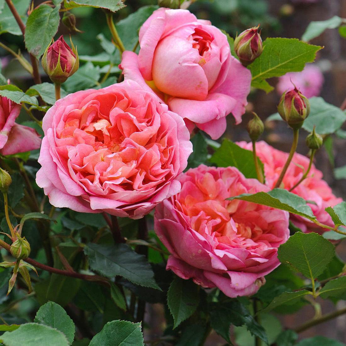 Описание английской шраб-розы клэр остин: что за сорт, особенности цветения
