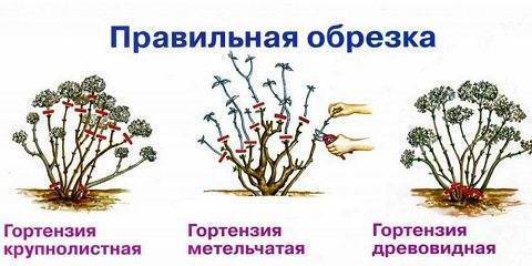 Весенний уход за гортензией (подкормки)