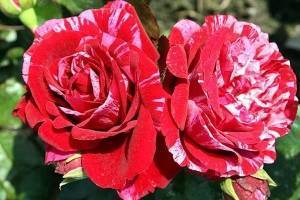 Роза чг абракадабра — создана, чтобы удивлять