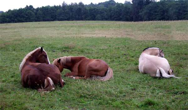 Как спят лошади: стоя или лежа