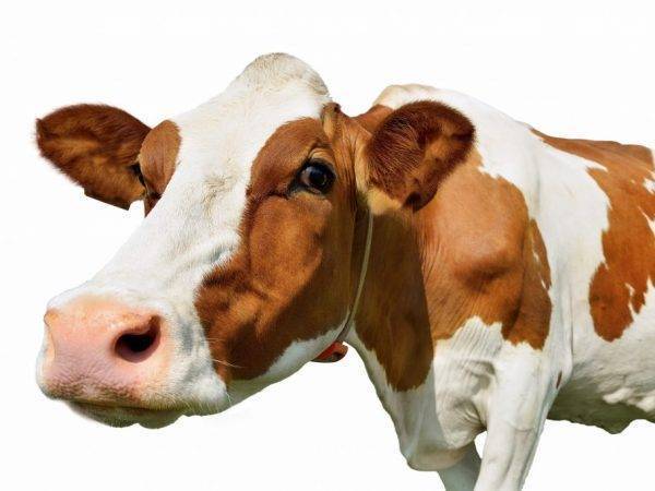 Лечение поноса у коров