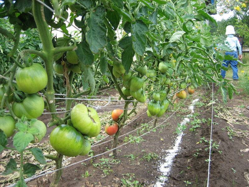 Как нужно обрезать помидоры: в теплице, в открытом грунте, схемы