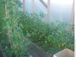 Как подвязывать помидоры в теплице из поликарбоната - общая информация - 2020