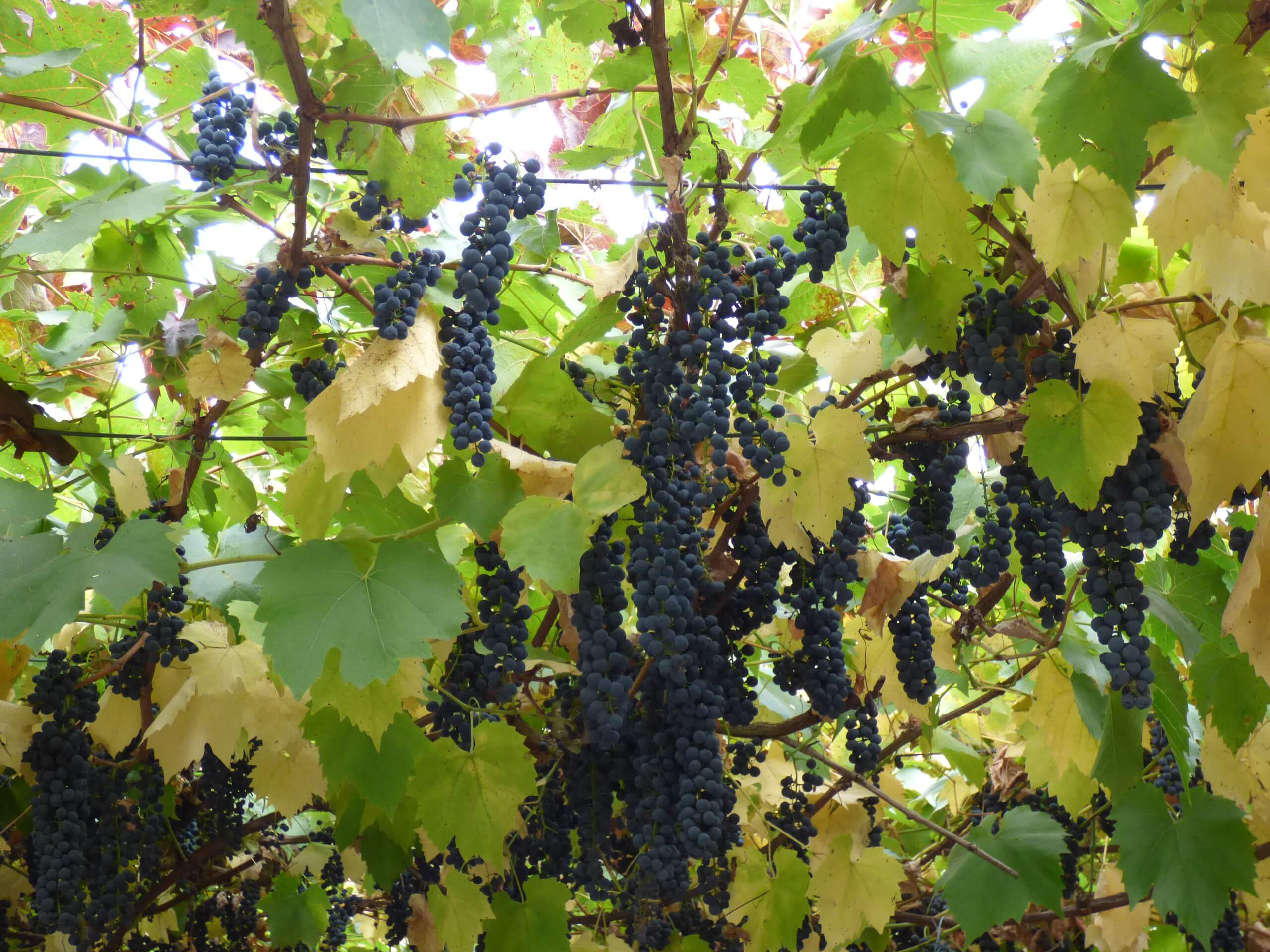 Обрезка винограда весной в пошаговом описании, видео