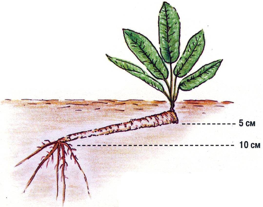 Хрен: посадка и уход в открытом грунте, выращивание из семян