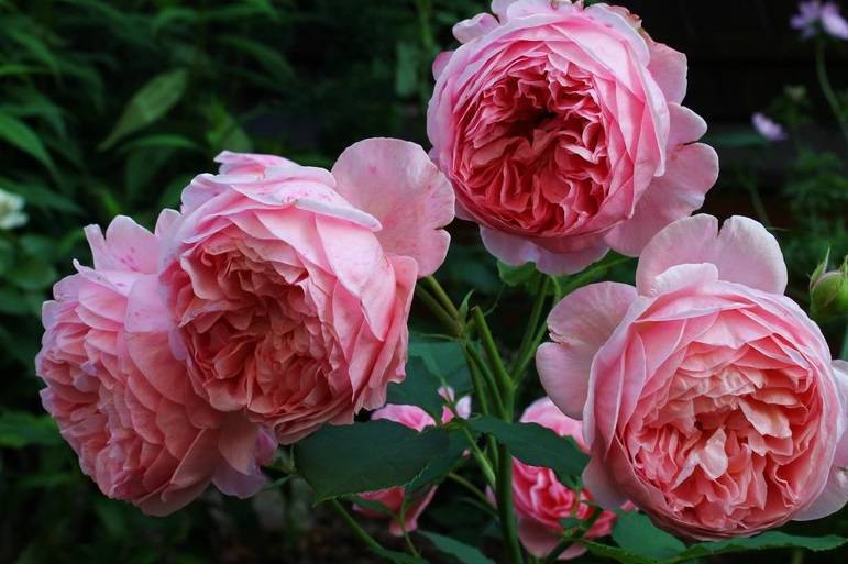 О розе Боскобель (Boscobel): описание и характеристики сорта роз Остина