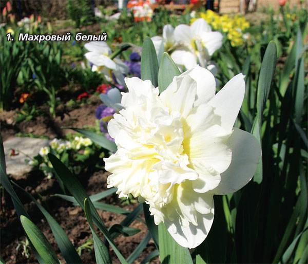 Нарцисс: выращивание в саду, виды и сорта