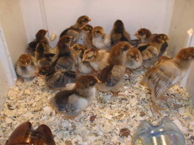Кормление цыплят до месяца и после: какой уход обеспечить в домашних условиях, вид корма и норма в зависимости от возраста для бройлерной птицы