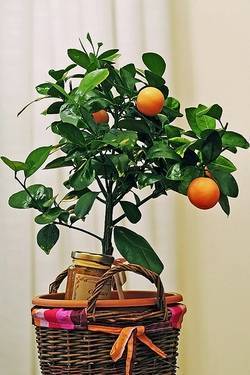 Посадить апельсин из косточки в домашних условиях